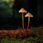 Apartament dla pary – jak wybrać komfortową opcję i uniknąć błędów