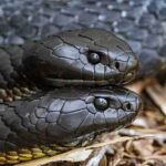 Jaką masę przyczepy można holować na kategorii B – aktualne limity