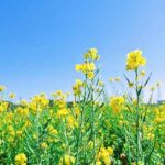 Jak wyciszyć głowę przed snem bez ekranów – spokojny sen i relaks